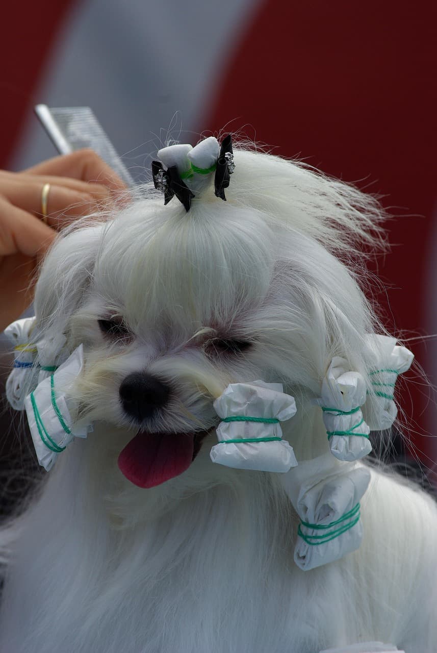 Pet grooming