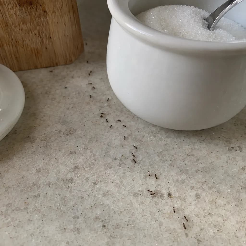 The photo the customer sent